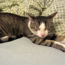 892140_10200378741929129_638485260_o-273x273