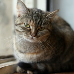 IMG_7224b