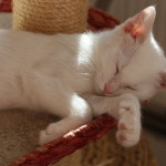 IMG_7838b