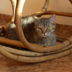 IMG_8127b