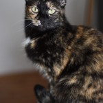 Nikita