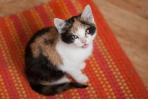 IMG_6154-1