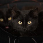 IMG_5382-1