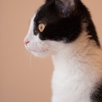 IMG_6341-1