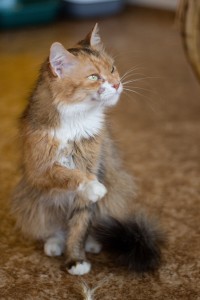 IMG_1409 (1)