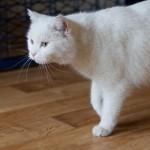 IMG_1840 (1)