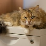 IMG_9756