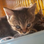 57250b70d3d34-cat
