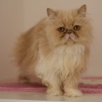 IMG_4009 (1)