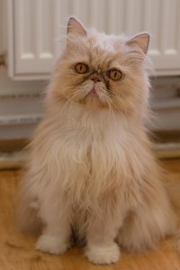 angelina
