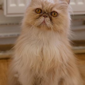 angelina