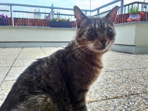 P_20160527_151917_HDR