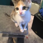 14375274_1460033517346860_1800677545_o