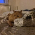 17410243_10212369479501467_127474432_n