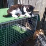 17505999_1413476512042410_1945875185_n