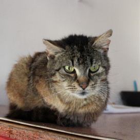 pomatený jasonovidec