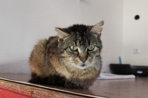 pomatený jasonovidec