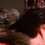 Boženka v novém domově