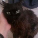 Boženka v novém domově