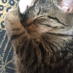 palulí domoa 21-10-2017