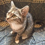 paluli doma 21-10-2017