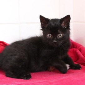 22815540_1625630034164232_1876984824449403926_n