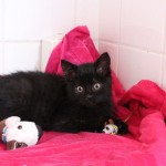 22815574_1625629684164267_9176622286511538280_n