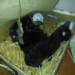 27-11-2017 koťata před útulkem