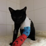 sáva po operaci 18/11/2017