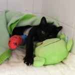 sáva po operaci 18/11/2017