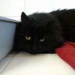 Fotografie0265 (800x600)