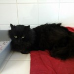 Fotografie0268 (800x600)