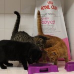 černošičtí kluci s dárkem