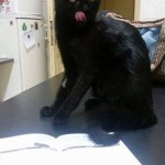 sáva 20/12 kontrola na veterině