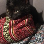 stepanka 4-12-2017, v novém domově