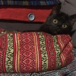 stepanka 4-12-2017, v novém domově