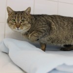 cholupická 29/1/2018