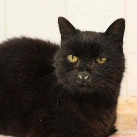 mikkeša ze Štěchovic 28/3/2018