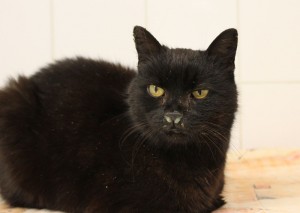 mikkeša ze Štěchovic 28/3/2018