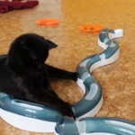 pepita souboj s koulodráhou