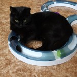 pepita souboj s koulodráhou