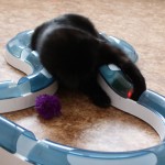 pepita souboj s koulodráhou