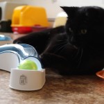 pepita souboj s koulodráhou