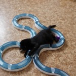 pepita souboj s koulodráhou