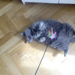 33943306_1903728952970843_7823957441392934912_n