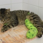 vojta den po operaci  14-5-2018