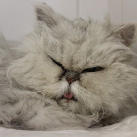 Zvole Borůvka /13-5-2018