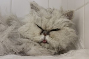 Zvole Borůvka /13-5-2018