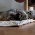 Tomina a šanta 27-5-2018