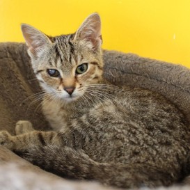 pirát (nová ves pod pleší)